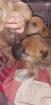 Welpen / Shar Pei Appenzeller Sennenhund